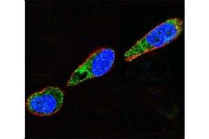Immunofluorescence (IF) image for anti-Proto-oncogene tyrosine-protein kinase Src (Src) (AA 397-424) antibody (ABIN3029553)