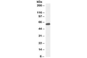 Western blot testing of Jurkat lysate with Nup50 antibody at 0. (NUP50 抗体)