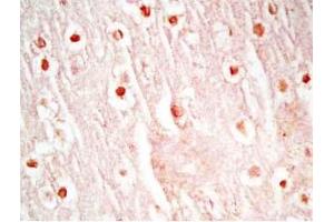 Mouse brain tissue was stained by Rabbit Anti-Neuropeptide S, Prepro (23-67)  (Mouse) Antibody (NPS 抗体  (Preproprotein))