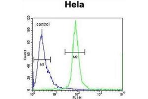 Flow cytometric analysis of Hela cells using ESCO2 Antibody  (right histogram) compared to a negative control cell (left histogram). (ESCO2 抗体  (Middle Region))