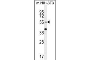 Western blot analysis in mouse NIH-3T3 cell line lysates (35ug/lane). (GCNT3 抗体  (C-Term))