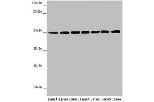 Western blot All lanes: UQCRC1 antibody at 2. (UQCRC1 抗体  (AA 156-480))