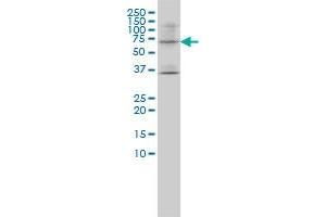 LILRB1 monoclonal antibody (M01), clone 3D3-1D12 Western Blot analysis of LILRB1 expression in SW-13 . (LILRB1 抗体  (AA 18-650))