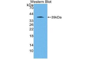 Western Blotting (WB) image for anti-Apelin (APLN) (AA 23-77) antibody (ABIN1862169) (Apelin 抗体  (AA 23-77))