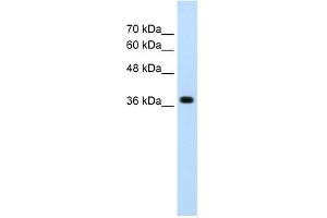 LONRF1 antibody used at 2. (LONRF1 抗体  (N-Term))