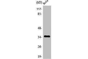Western Blot analysis of HepG2 cells using Olfactory receptor 4C6 Polyclonal Antibody (OR4C6 抗体  (Internal Region))
