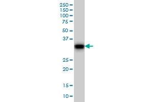GAS2 monoclonal antibody (M01), clone 4E11 Western Blot analysis of GAS2 expression in NIH/3T3 . (GAS2 抗体  (AA 1-110))