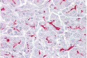Immunohistochemistry (IHC) image for anti-Transient Receptor Potential Cation Channel, Subfamily M, Member 5 (TRPM5) (N-Term) antibody (ABIN2776205)