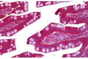 Anti-PRUNE antibody IHC staining of human small intestine. (PRUNE 抗体)