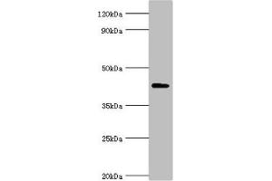 Western blot All lanes: Aryl-hydrocarbon-interacting protein-like 1 antibody at 5 μg/mL + Rat brain tissue Secondary Goat polyclonal to rabbit IgG at 1/10000 dilution Predicted band size: 44, 37, 42, 41 kDa Observed band size: 44 kDa (AIPL1 抗体  (AA 1-384))