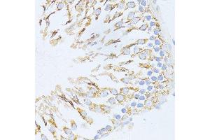 Immunohistochemistry of paraffin-embedded rat testis using CYCS antibody. (Cytochrome C 抗体  (AA 1-105))