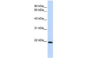 Claudin 7 antibody used at 1 ug/ml to detect target protein. (Claudin 7 抗体  (Middle Region))