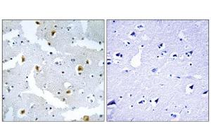Immunohistochemistry analysis of paraffin-embedded human brain tissue using FMN2 antibody. (Formin 2 抗体  (C-Term))