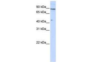 Image no. 1 for anti-Zinc Finger Protein 280C (ZNF280C) (N-Term) antibody (ABIN6740591)