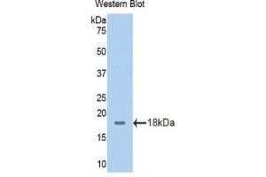 Western blot analysis of the recombinant protein. (SLC3A2 抗体  (AA 213-349))