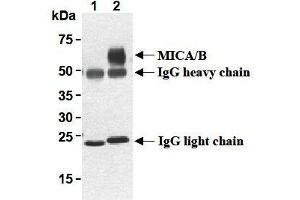 Western Blotting (WB) image for anti-MHC Class I Polypeptide-Related Sequence A (MICA) antibody (ABIN1108243) (MICA 抗体)
