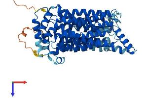 Solute Carrier Family 2 (Facilitated Glucose/fructose Transporter), Member 5 (SLC2A5) (AA 1-501) protein (His tag)