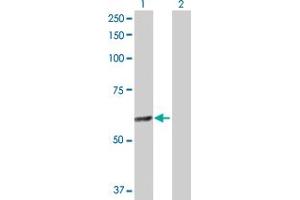 Western Blotting (WB) image for anti-GA Binding Protein Transcription Factor, alpha Subunit 60kDa (GABPA) (AA 1-454) antibody (ABIN515886)