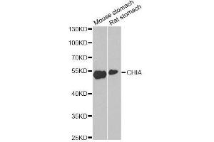 Western blot analysis of extracts of various cell lines, using CHIA antibody. (CHIA 抗体  (AA 1-368))