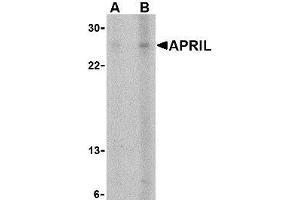 Western blot analysis of APRIL expression in K562 cells with AP30074PU-N APRIL antibody at (A) 5 and (B) 10 μg/ml. (TNFSF13 抗体  (Extracellular Domain))