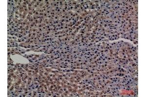 Immunohistochemical analysis of paraffin-embedded rat-liver, antibody was diluted at 1:100.