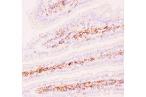 Anti-P Glycoprotein Picoband antibody,  IHC(F): Mouse Intestine Tissue
