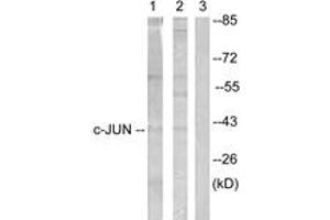 Western blot analysis of extracts from Jurkat cells, treated with Paclitaxel 1uM 60', using c-Jun (Ab-231) Antibody.