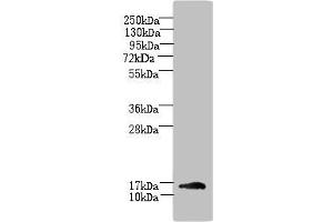 Western blot All lanes: TRAPPC2L antibody at 5 μg/mL + Mouse kidney tissue Secondary Goat polyclonal to rabbit IgG at 1/10000 dilution Predicted band size: 16 kDa Observed band size: 16 kDa (TRAPPC2L 抗体  (AA 1-139))
