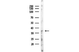 Western blot analysis of lysates from Mouse testis, using OR51P Antibody at 1/1000 dilution. (OR51A1P 抗体)