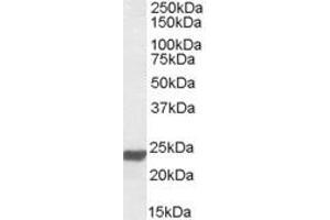 Western Blotting (WB) image for anti-High Mobility Group Box 3 (HMGB3) (AA 165-179) antibody (ABIN490535) (HMGB3 抗体  (AA 165-179))