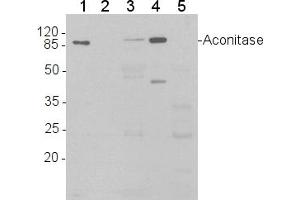 Image no. 1 for anti-Aconitase 1 (ACO1) (C-Term), (N-Term) antibody (ABIN488534) (Aconitase 1 抗体  (C-Term, N-Term))