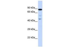 Image no. 1 for anti-RAD54-Like (RAD54L) (AA 216-265) antibody (ABIN6742672) (RAD54L 抗体  (AA 216-265))