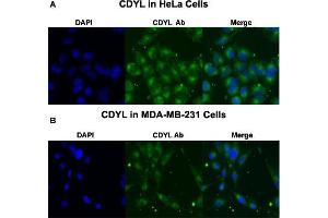 Immunofluorescent staining of HeLa (A) and MDA-MB-231 (B) cells with CDYL polyclonal antibody  at 4 ug/mL working concentration. (CDYL 抗体  (N-Term))
