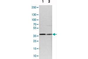 Western blot analysis of cell lysates with CCDC50 polyclonal antibody  at 1:250-1:500 dilution. (CCDC50 抗体)