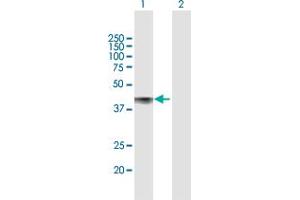 Western Blot analysis of CDCP1 expression in transfected 293T cell line by CDCP1 MaxPab polyclonal antibody. (CDCP1 抗体  (AA 1-343))