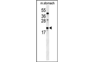 Western blot analysis in mouse stomach tissue lysates (35 ug/lane) using S100Z Antibody (Center) Cat. (S100Z 抗体  (N-Term))