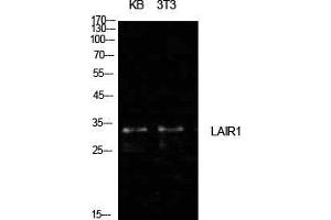 Western Blot (WB) analysis of KB, NIH-3T3 cells using CD305 Polyclonal Antibody. (LAIR1 抗体  (Internal Region))