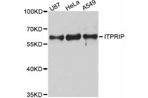 Western blot analysis of extracts of various cell lines, using ITPRIP antibody. (ITPRIP 抗体)