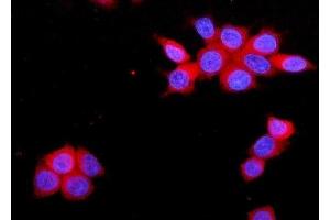 IF analysis of JAM-A/F11R using anti-JAM-A/F11R antibody (ABIN7603177).