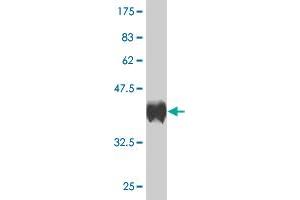 Western Blot detection against Immunogen (36. (BARX1 抗体  (AA 1-100))