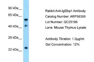 Western Blotting (WB) image for anti-Insulin-Like Growth Factor 2 mRNA Binding Protein 1 (IGF2BP1) (N-Term) antibody (ABIN970937) (IGF2BP1 抗体  (N-Term))