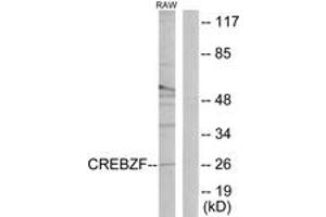 Western blot analysis of extracts from RAW264. (CREBZF 抗体  (AA 221-270))