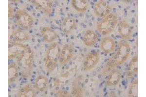 IHC-P analysis of Mouse Kidney Tissue, with DAB staining. (Peroxiredoxin 5 抗体  (AA 1-210))