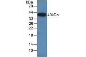 Western blot analysis of recombinant Rat GAP43. (GAP43 抗体  (AA 8-226))