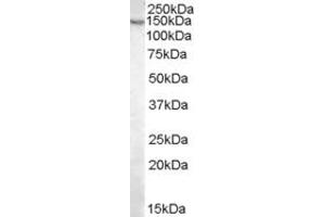 Image no. 1 for anti-Pyruvate Carboxylase (PC) (Internal Region) antibody (ABIN374944) (PC 抗体  (Internal Region))