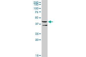 Western Blotting (WB) image for anti-Endoplasmic Reticulum Protein 44 (ERP44) (AA 1-406) antibody (ABIN524951)