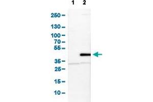 Western Blot analysis of (1) NIH-3T3 cell lysate (Mouse embryonic fibroblast cells), and (2) NBT-II cell lysate (Rat Wistar bladder tumour cells).
