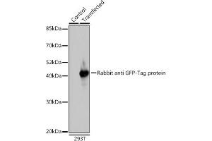 Western blot analysis of extracts of normal 293T cells and 293T transfected with GFP-tagged fusion protein,using GFP antibody (ABIN3020570, ABIN3020571, ABIN3020572 and ABIN1512944) at 1:1000 dilution. (GFP 抗体  (AA 1-238))