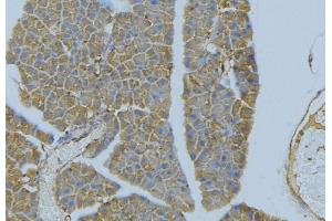 ABIN6277305 at 1/100 staining Human pancreas tissue by IHC-P. (Neuregulin 4 抗体  (C-Term))