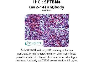 Image no. 3 for anti-Spectrin Beta, Non-Erythrocytic 4 (SPTBN4) (AA 2-14) antibody (ABIN1739626) (SPTBN4 抗体  (AA 2-14))